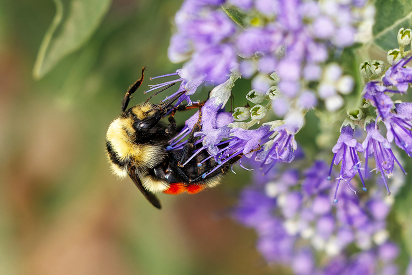 the dos and don’ts when creating a greener garden