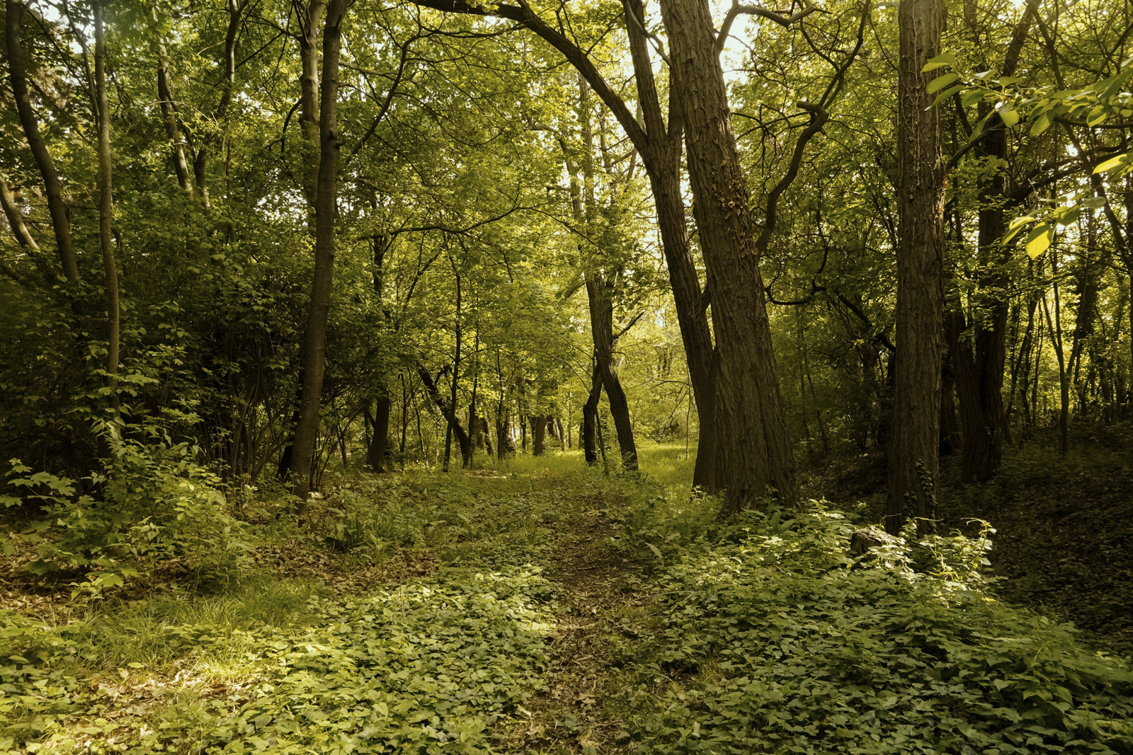nature desperately needs a voice and at etheco, it will have one